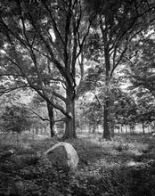 Load image into Gallery viewer, Oak and Rock - 20"x24" Hahnemühle Photo Rag Print