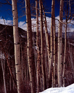 Aspens on Fryingpan Road -11”x14” Fuji Flex SuperGloss Print