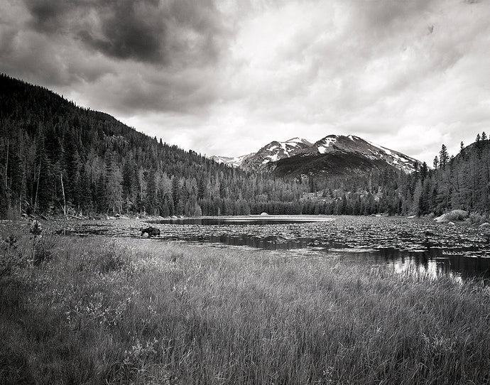 Companion at Cub Lake - 11”x14” Fuji Flex SuperGloss Print