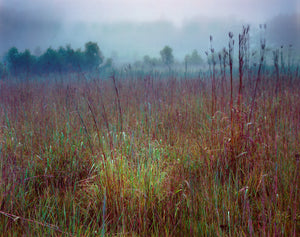 Prairie Grass and Fog - 16"x20" Hahnemühle Photo Rag Print