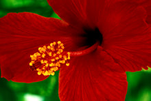 Load image into Gallery viewer, Hibiscus - 20&quot;x30” Fuji Flex SuperGloss Print