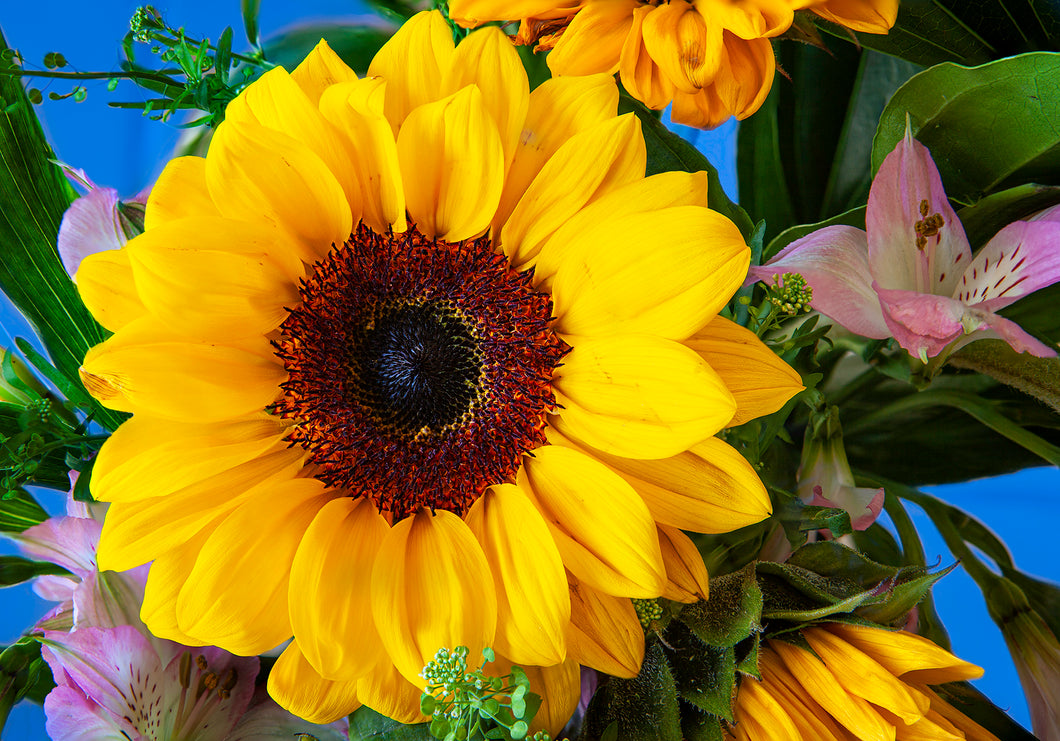 Sunflower for Ukraine - 12