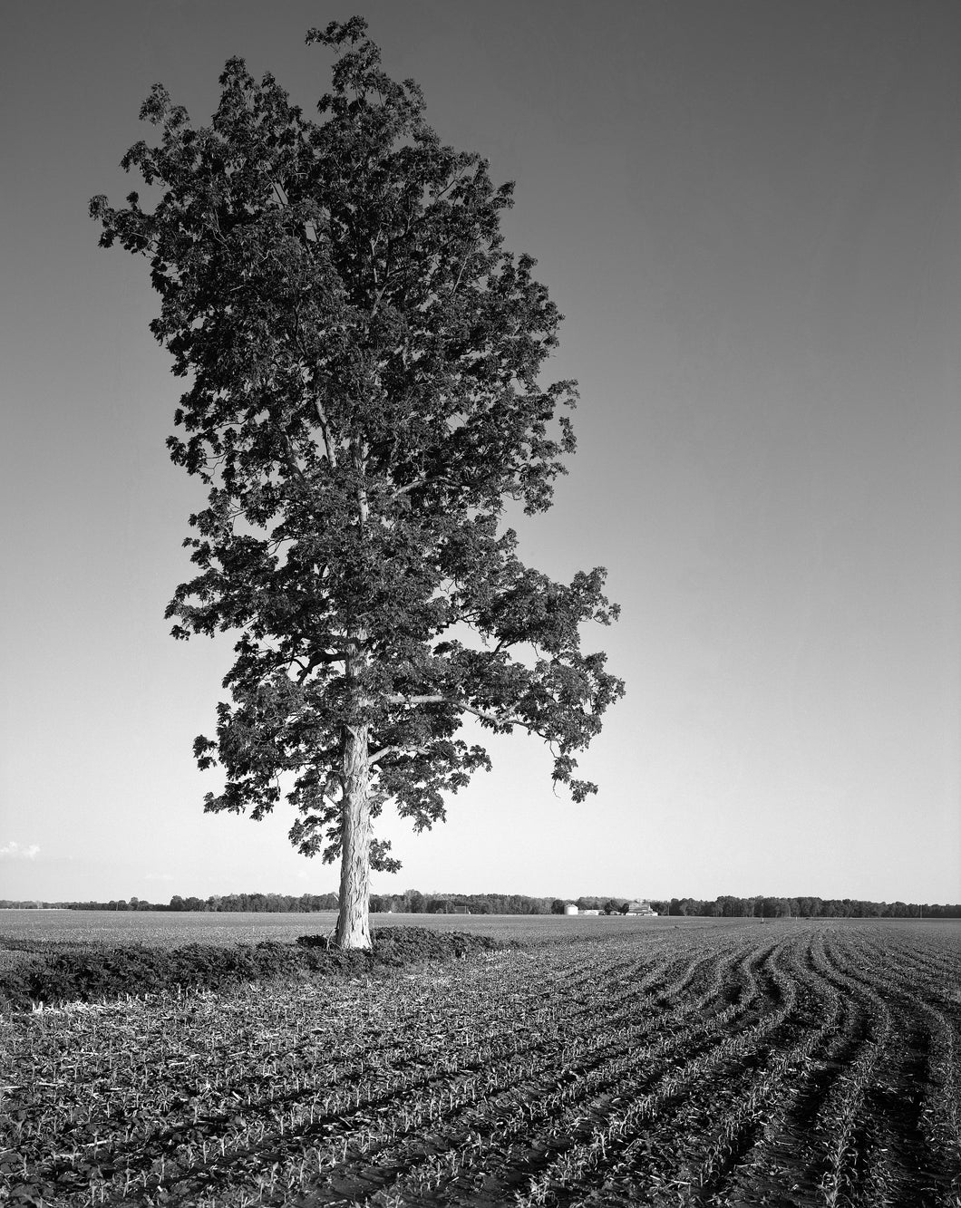 The Landmark - 11”x14” Fuji Flex SuperGloss Print